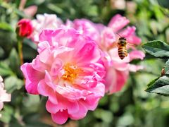 -人民公园(罗湖区)