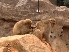 -石家庄市动物园