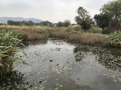 -长兴太湖图影湿地文化园