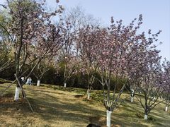 -羊山湖公园