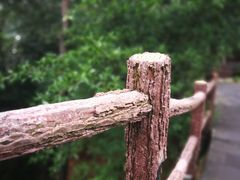 -铁山坪森林公园