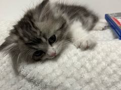 -小猫来了·猫舍(红山六九七九店)