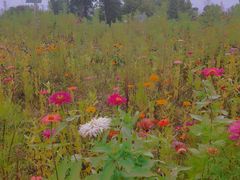 -济南国际园博园