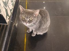 -猫小院猫主题餐厅(南锣旗舰店)