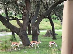 -奥兰多迪士尼动物王国乐园
