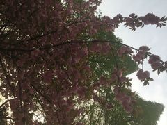 iphone_upload_pic-中科大东区东苑餐厅(天使路店)