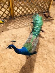 -萌宠亲子动物乐园(槐房万达店)