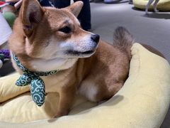 -逗柴咖啡屋·狗咖猫咖宠物桌游