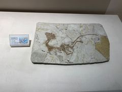 -辽宁古生物博物馆