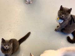 -猫友咖啡店(玉林西路店)