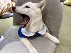 -逗柴咖啡屋·狗咖猫咖宠物桌游