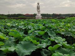 -荷塘月色湿地公园·向阳花洲