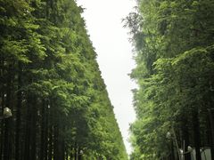 -日照海滨国家森林公园