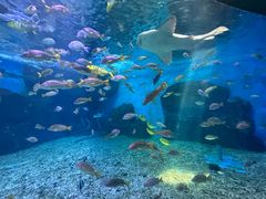 -泉城欧乐堡海洋极地世界