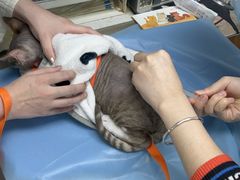 -纳吉亚猫专科动物诊疗中心(蒋宅口分院)