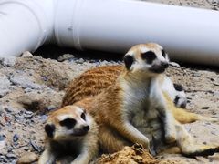 -合肥野生动物园