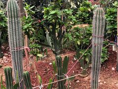 -北京呀路古热带植物园