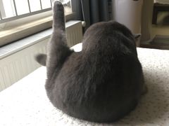 -喵zoo家庭繁育猫舍(尖东智能花园店)