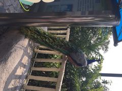 iphone_upload_pic-百鸟园