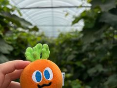 -马陆小张葡萄园农家乐