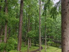 -黄海国家森林公园