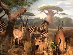 -陕西自然博物馆