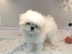 -翊宠yipet猫狗购宠庄园犬舍•猫舍