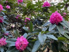 -墨尔本皇家植物园