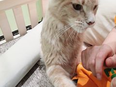 -藏猫猫咖啡主题馆(中央大道店)