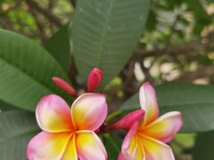 -深圳市中科院仙湖植物园