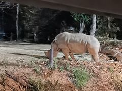 -清迈夜间动物园