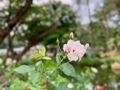 -人民公园(罗湖区)