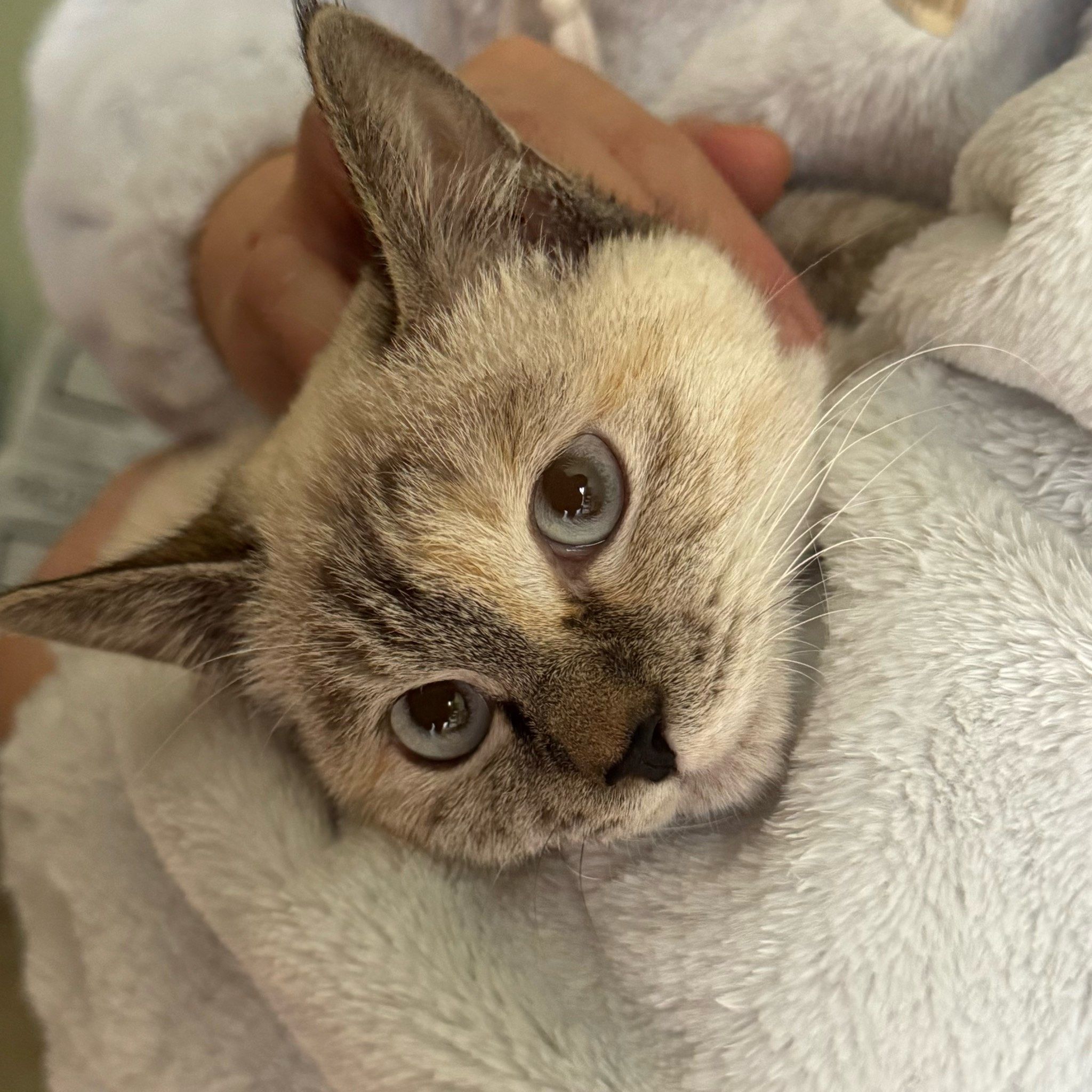 0元玩转这座城一只虎斑暹罗猫的串串,很