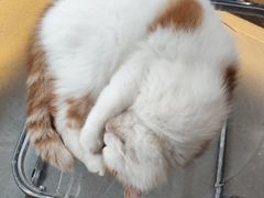 -共舞时光猫咖·狗咖(新街口店)