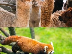 -西霞口神雕山野生动物世界