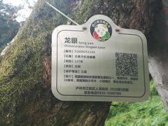 -张坝桂圆林公园