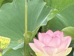-荷塘月色湿地公园·向阳花洲