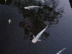-特种渔场