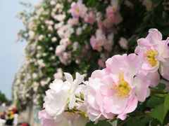 -荣昌花园