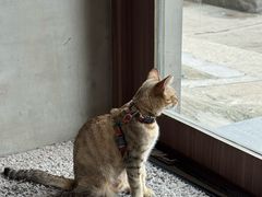 -Again Coffee Roaster(香蜜湖店)