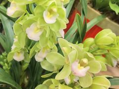 -双季花艺园艺市场(浦东店)
