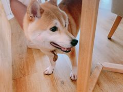 -柴犬小屋·柴餐厅·狗咖食堂(金鼎广场店)