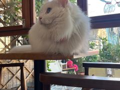 -有猫主题·治愈系猫咖(曾厝垵店)