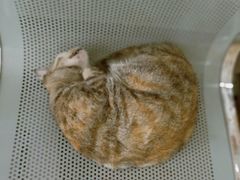 -创凡宠物医院·骨专科  猫科中心(西乡分院)