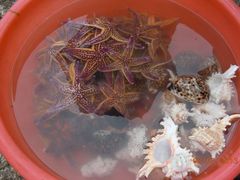 -日照灯塔风景区