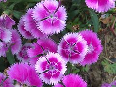 -田园东方蜜桃村的田野营地
