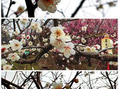 -花开海上生态园
