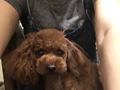 -多卡布奇宠物生活馆(上林世家店)