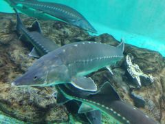 -太平洋海底世界