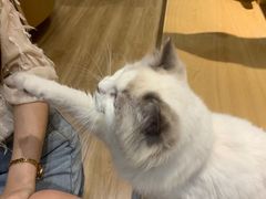 -滚猫咖啡·猫咖·猫友好撸猫(未来城店)